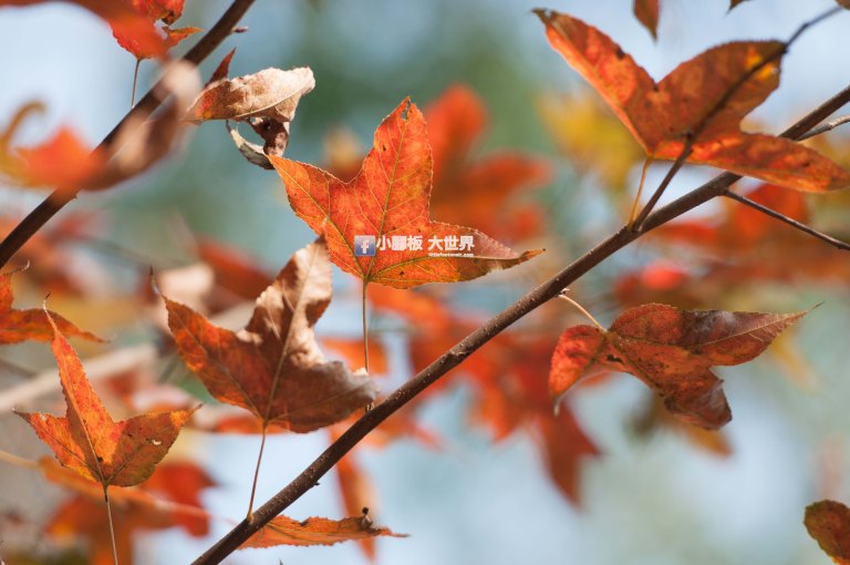 小腳板大世界 https://littlefootonair.com/