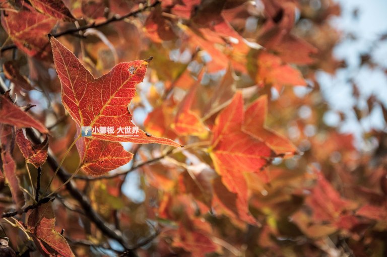 小腳板大世界 https://littlefootonair.com/