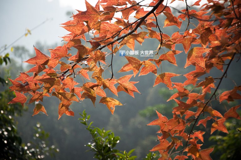 小腳板大世界 https://littlefootonair.com/