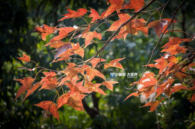 小腳板大世界 https://littlefootonair.com/